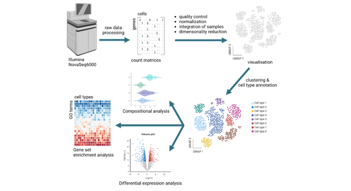 Figure Caption: Overview of analysis steps for single cell transcriptomics data.  The raw sequencing data is transformed into count matrices. After quality control and normalization, the samples are integrated and visualized in a UMAP graph. This is followed by cluster estimation and cell type annotation. Standard downstream analysis includes compositional analysis, differential gene expression analysis and gene set enrichment analysis. Additional analyses are available upon request. Figure created with biorender.com.