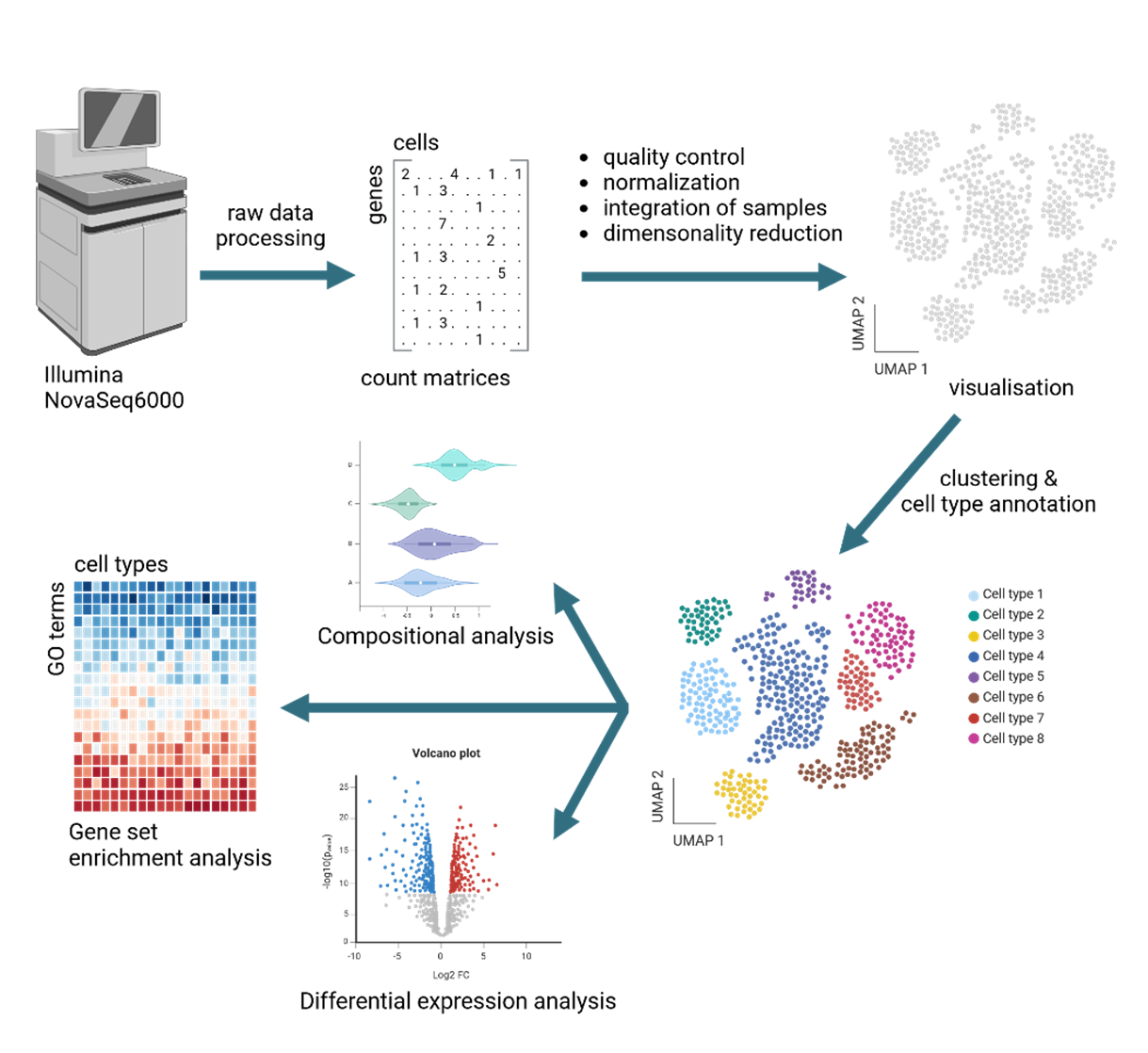 Figure Caption: Overview of analysis steps for single cell transcriptomics data.  The raw sequencing data is transformed into count matrices. After quality control and normalization, the samples are integrated and visualized in a UMAP graph. This is followed by cluster estimation and cell type annotation. Standard downstream analysis includes compositional analysis, differential gene expression analysis and gene set enrichment analysis. Additional analyses are available upon request. Figure created with biorender.com.