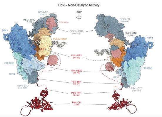 Composite molecular model of the and non-catalytic function of Polymerase Kappa during translesion DNA synthesi