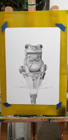 Drawn frogg