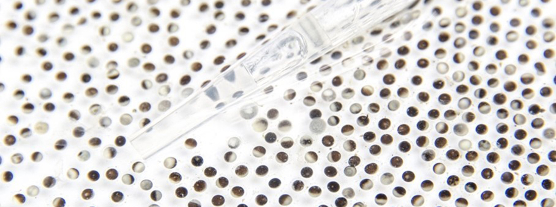 Photo: Christian Arán Xenopus eggs Photo: Christian Arán