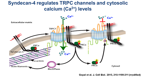 Figure 2. Summary of the role of syndecan-4 in controlling the TRPC stretch-activated channels and thereby promote focal adhesion assembly. Both the syndecan and channel interact with the actin-associated protein α-actinin. A microfilament bundle is shown on the left. PKCα – protein kinase Cα, required in syndecan-4 mediated signalling.